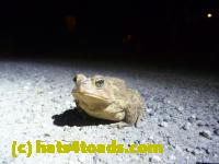 /home//u458753944/public_html/sourcegallery//Roxborough Toad Detour/2013-2019/2013/2013-04-09/P1120051.JPG